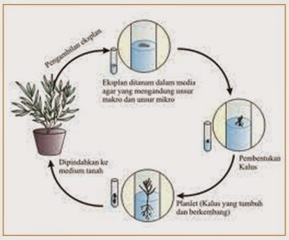 BIOLOGI GONZAGA: PEMBELAJARAN MATERI BIOTEKNOLOGI 9 SMP