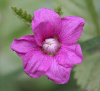 Rubus arcticus