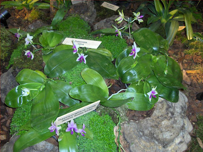 Phalaenopsis bellina, orchids species, group of blooming plants 