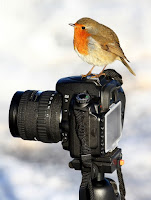 Camera Bird