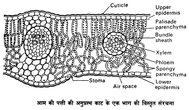 पत्ती की आन्तरिक रचना (Internal Structure of Leaf)|hindi