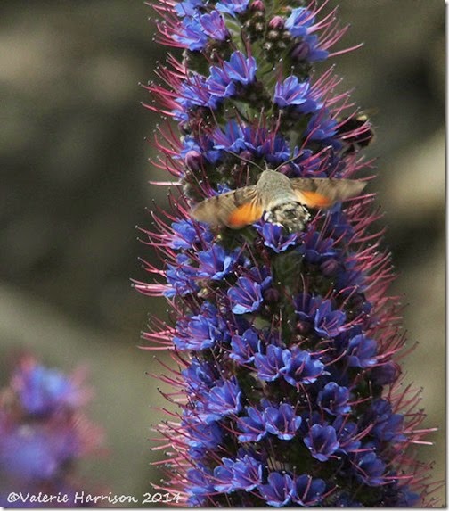 hummingbird-hawkmoth-4