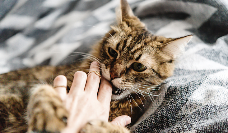 Why Do Cats Bite When You Pet Them?