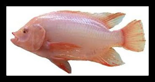 WARISAN TIMUR: Ikan Oh Ikan….