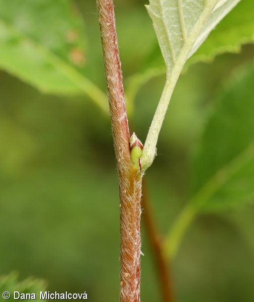 Ария капюшононосная (Aria cucullifera)