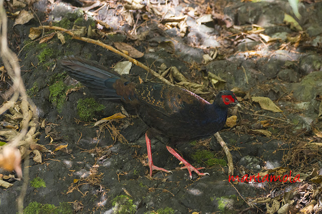 Swinhoe's pheasant