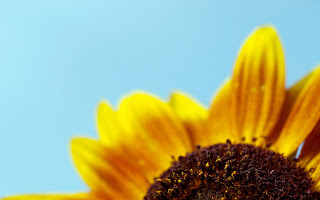 Sunflower wallpaper