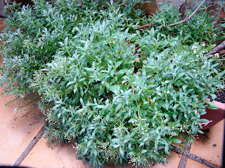 Alisos marítimo o lobularia (Lobularia maritima (L.) Desv. (sin. Alyssum maritimum)).