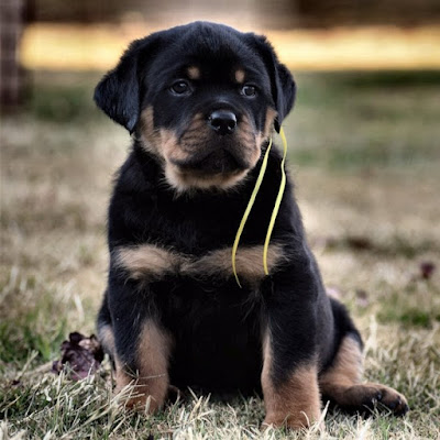 German Rottweiler Puppies For Sale Near Me