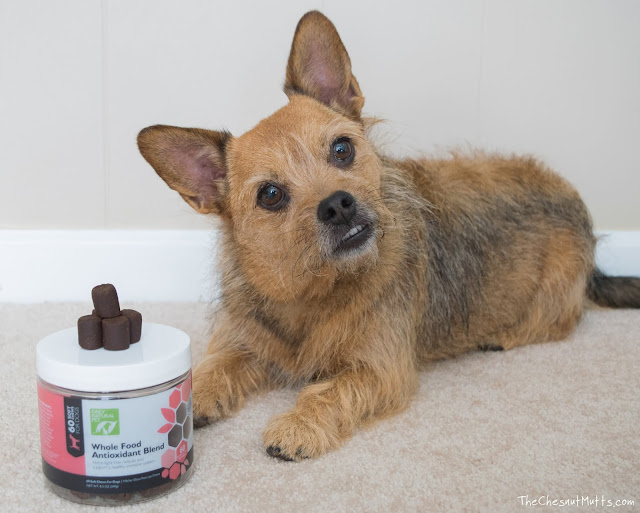 Mini Review: Only Natural Pet Whole Food Antioxidant Blend Supplement for Dogs