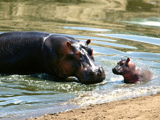 Hippopotamus Wallpapers