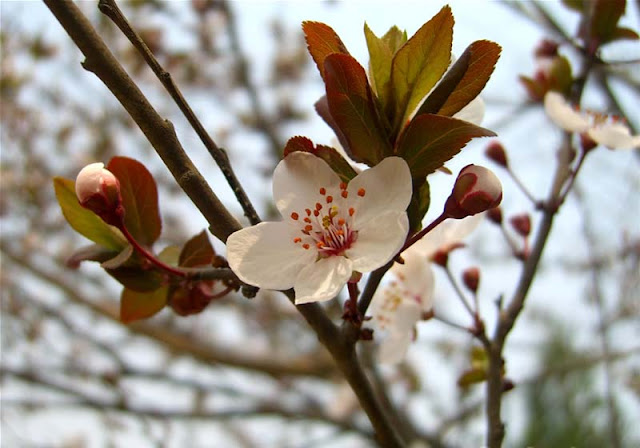 Cherry Plum Flowers Pictures