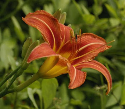 Tiger Lily Flowers