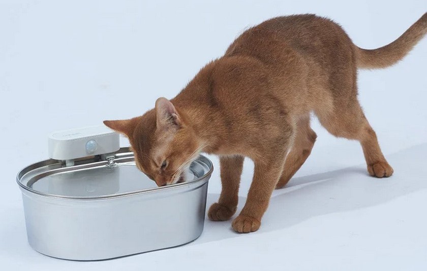 best portable water fountain for cats