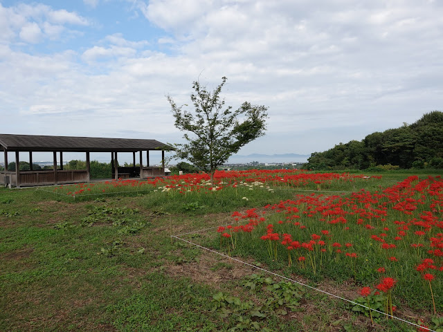 上淀廃寺跡のヒガンバナ（彼岸花）