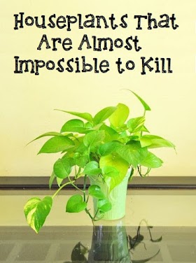 Houseplants That Are Almost Impossible to Kill #Gardening