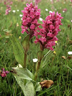 Broad-leaved Marsh Orchid