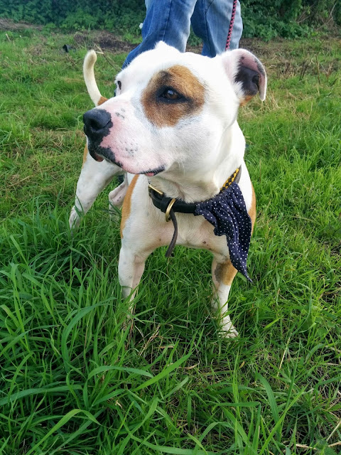 Passionately Sam, Dog Walking at Hilbrae Animal Rescue, Boris