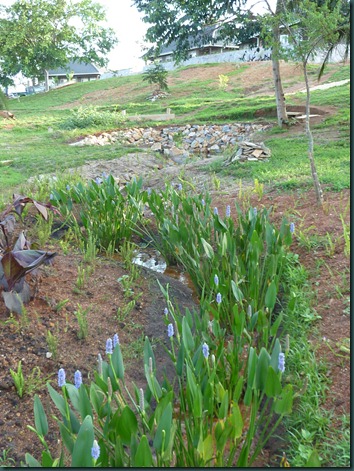 Landscaping Dec. 2010 049