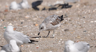 Larus audouinii