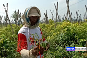 Musim Penghujan Petani Cabai Blitar Gagal Panen