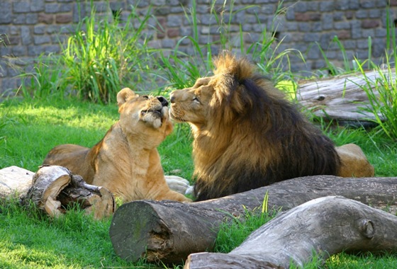 polygamous_lion