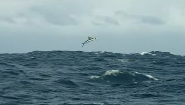 A flying fish trying to escape the underwater predators.