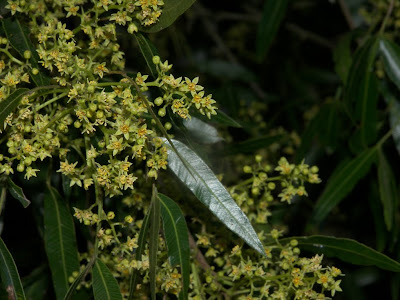 Molle de beber Lithraea molleoides