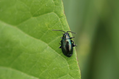 Teunisbloemaardvlo - - Altica oleracea