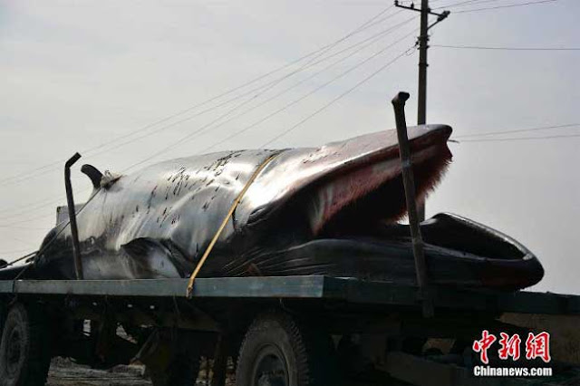 Ikan paus seberat 3.9 tan ditemui di pantai San Dong yang jarang berlaku di China