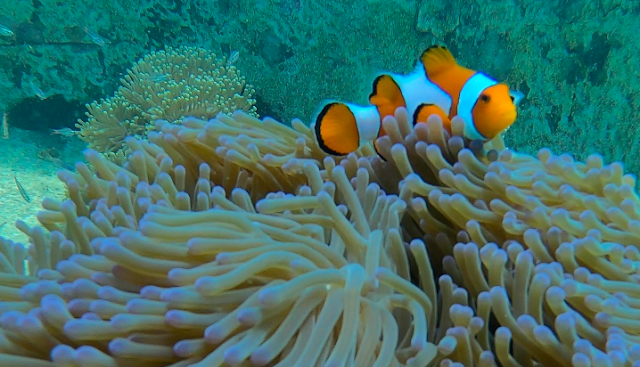 Nemo at Tanjung Putus Island, Lampung, Indonesia