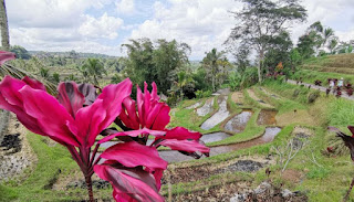 Jatiluwih Rice Terraces o Terrazas de Arroz de Jatiluwih. Isla de Bali, Indonesia.