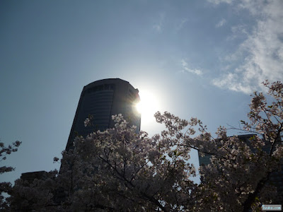 桜と太陽とビル