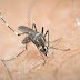 Περισσότερα τα κουνούπια σε περιοχές της Κεντρικής Μακεδονίας λόγω των βροχών του Απριλίου - Η εφαρμογή στα κινητά που κάνει... πρόβλεψη