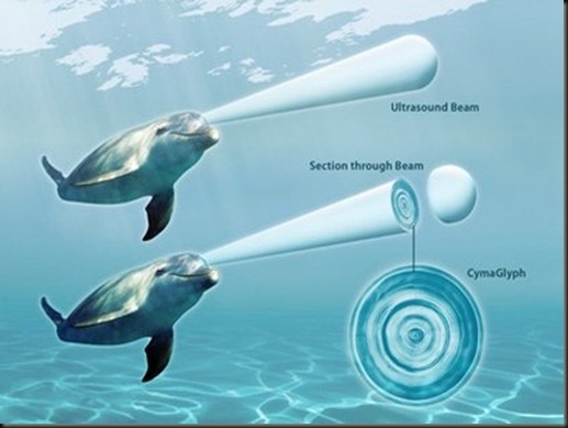dolphin_ultrasoundbeam_hr1_2-large