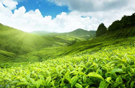 Munnar Tour Packages