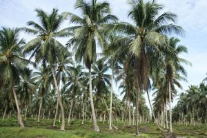 Nilai Tukar Petani Riau Tertinggi di Sumatera pada Oktober 2022