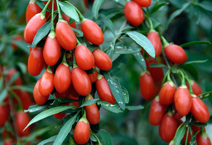 Manfaat Goji Berry 