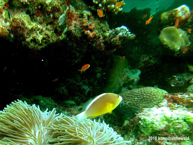 konnihahnewald, uw photography, andaman sea, indonesia, pulau weh, sumatra, sabang, iboih beach, anemonefish