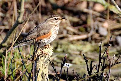 Readwjuk - Koperwiek - Turdus iliacus