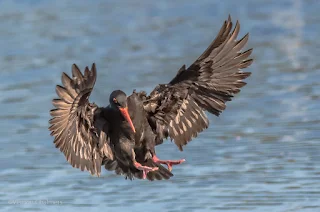 African Black Oystercatcher - Woodbridge Island / Table Bay Nature Reserve