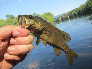 Small Paw Paw smallmouth