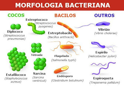 Bactérias: introdução