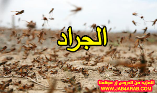 تحليل النص المسترسل الجراد ( الثالثة إعدادي)