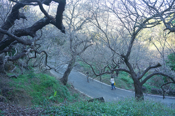 南投國姓九份二山賞梅花景點，九尖茶廠第一賞梅區欣賞雪景和山景