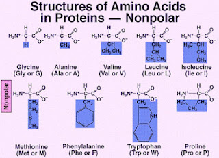 Non-polar amino acids