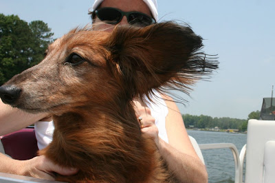 boating with dogs on Lake Gaston