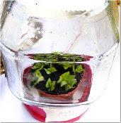 fuchsia cuttings in coffee jar propagator