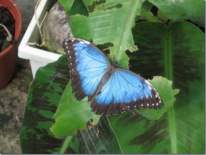Farfalle 057