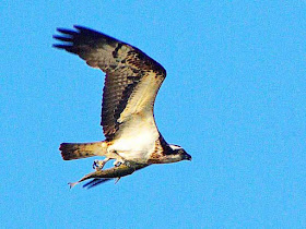 Osprey in flight with freshly caught fish